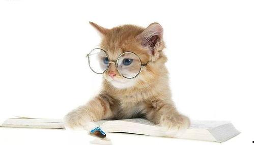 娱乐吃瓜小猫咪小说在线阅读,揭秘娱乐圈幕后风云