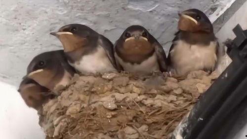 娱乐吃瓜009老燕子,揭秘老燕子背后的故事与传奇